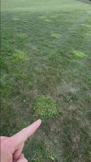 Thick bladed fescue grass clumps in lawn....#lawncare #landscaping #hardwork