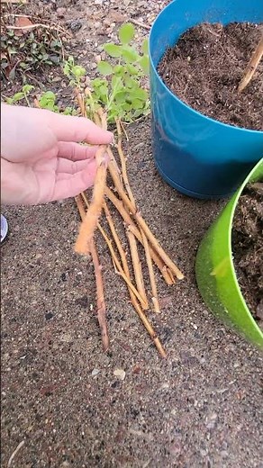 Making new golden raspberries from pruning cuttings #gardening #cuttings