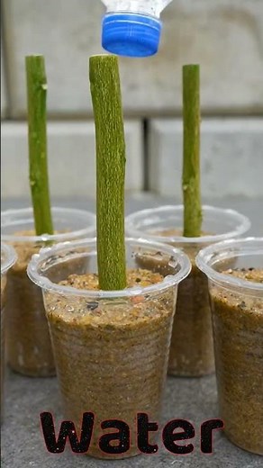 Grow lemon trees from cuttings with honey🍯 #lemon_tree_from_cuttings