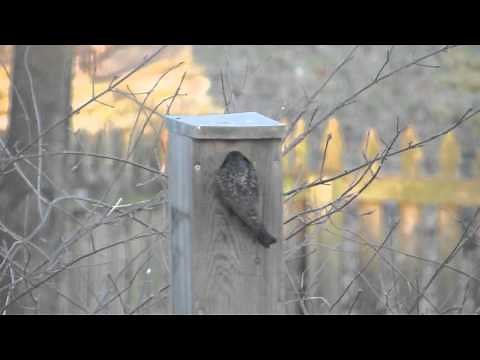 Trapping Starlings With a Nest Box Trap 2016 Clip