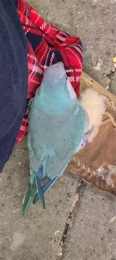 Ohhh!!! Samo's using our favorite dryer sheets again!!