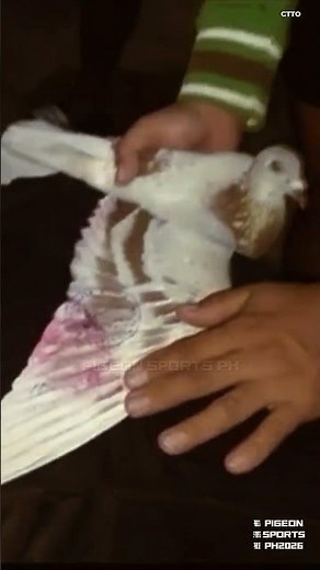 Racing Pigeon Stamp #pigeon #birds #kalapati #kabootar #racingpigeon #kabutar #pigeons #animals