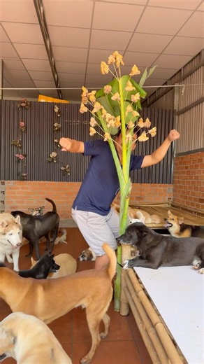 múa bên cây Phao Câu | Gia Đình Nhỏ Trọng Cà Mau #pets #dongvat #shorts #doglife