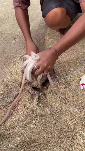 Hidden Octopus Comes Out of the Sand! 🐙😱 | Amazing Sea Creature Discover