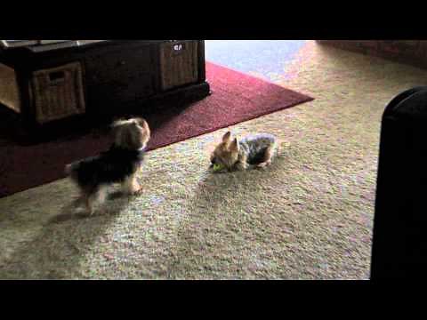 Two cute 5 lb yorkies playing