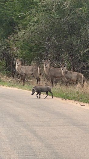 Waterbuck Watches as Warthog Crosses the Road 🐗🦌🦌🦌 #wildanimals #wildlife #animals | Wildest Kruger Sightings