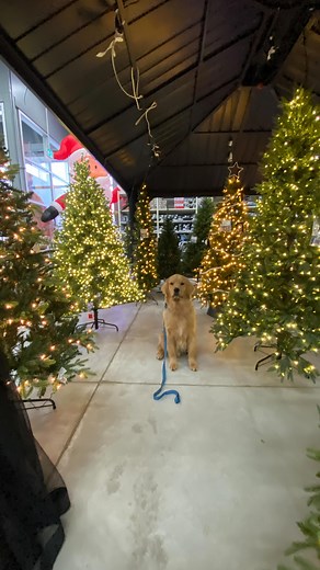 Today’s structured leash walked took a little detour 💛🐾 | Find Your Balance Dog Training