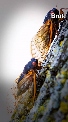 La cigale ne chante pas, elle joue des cymbales. 😏 | Brut nature FR