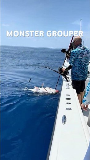 MASSIVE GROUPER BIGGER THAN A PERSON!