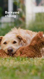 Protect your pet with 20% off your first pharmacy order including flea & tick meds. | Chewy | Facebook