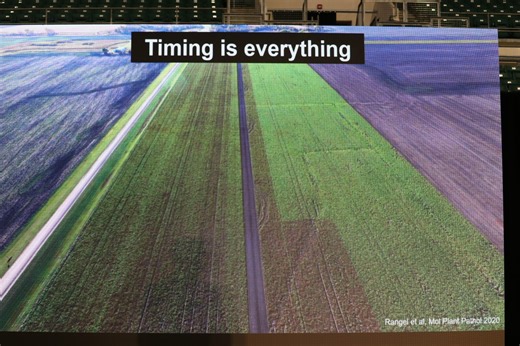 Corteva, BASF unveil new fungicides for hard-to-deal with crop diseases