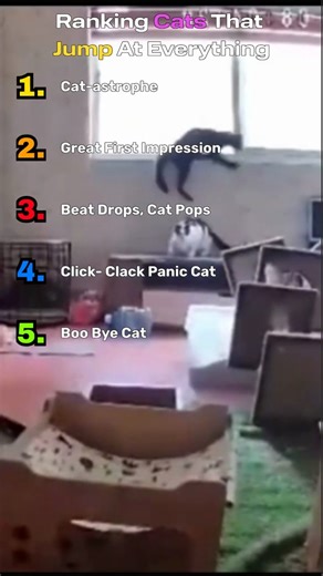 Ranking Cats That Jump At Everything