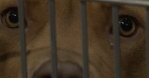 'Dogs will die': Contract dispute between City of Waco, Humane Society could lead to changes at local shelter