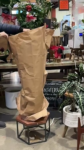 Check out this beautiful monstera deliciosa being unveiled in the video! 🌿🌱 This is just one of the many high-quality plants we have available at Plant Terra. Don't forget that we also have a wide range of plant care products, pots, and home decor to choose from. Plus, for the holiday season, we have a special promotion going on - save 15% up to 50% off on your purchases, and receive a free gift when you spend over $50! 🎉 We hope you'll come visit us and take advantage of these amazing deals.