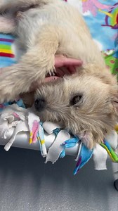 22K views · 288 reactions | Update: Adopted! Meet Curly – A Special...