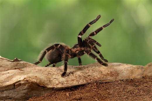 This tarantula named Stress has adorable "toe beans" just like a cat