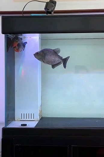 🐡🦀🦐🐟🐠 #aquarium #fish #freshwaterfish #saltwaterfish #marinefish #tropicalfish #coldwaterfish #usa | Ny Pheap