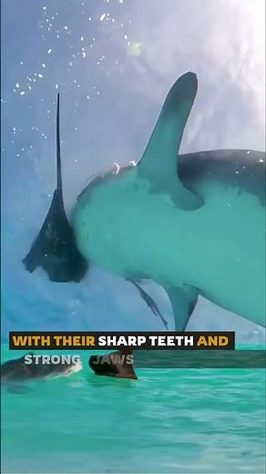 Tiger Shark Hunting: Apex Predator in Action