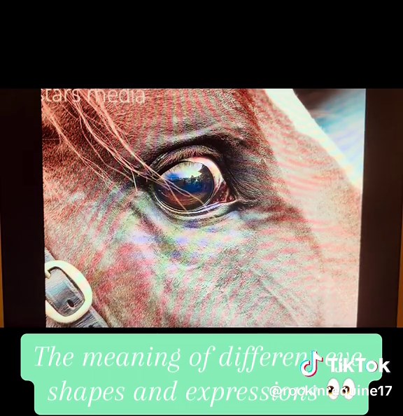 I know most people are aware of what different eye shapes mean on horses but, its important to go over as the eyes are usually the first thing that tell us something is up! #horsesoftiktok #horsetok #equinebiomechanics #equineathlete #horseanatomy #equinebodywork