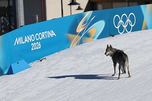 Winter Olympics 2026: Dog disrupts cross-country skiing qualifiers as competitors reach finish line