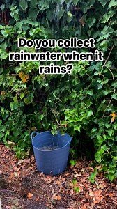 663K views · 5.4K reactions | Do you collect rainwater when it rains? I use it to water the plants that don’t get wet, can’t have them missing out! #rain #plants #gardening | Kathssuccs | Facebook