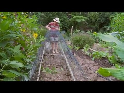 DIY Chicken Tunnel