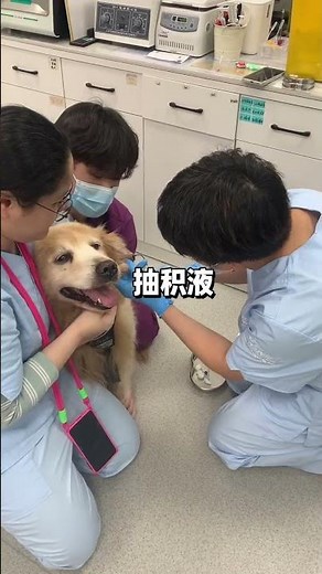Swollen Ears in Dogs: What's Happening