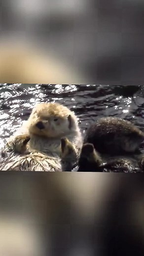 Adorable Otters Holding Hands in the Ocean