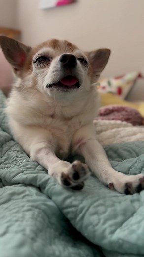 Senior Dog Hobbs Still Has Many Teeth Left | Peek at His Healthy Teeth!