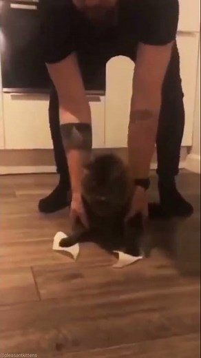 cat with tape on paws