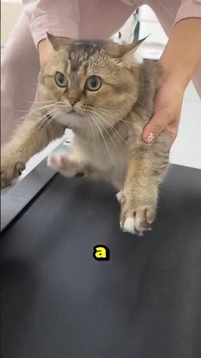 Do Cats Get Dementia? 🧠 Signs of Feline Cognitive Decline Explained #cats #facts