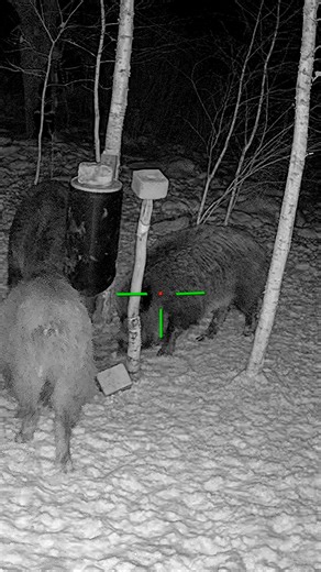 Wild Hog Appeared Out of Nowhere #hunting