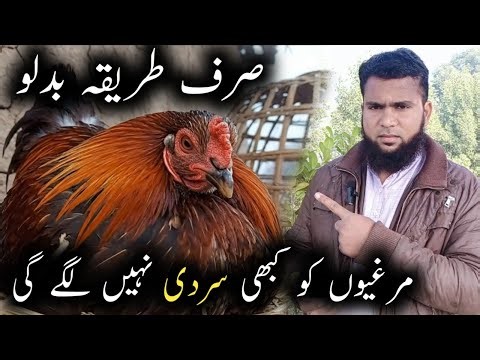 Aseel Murga ki khurak in Winter Murgi Ko Sardi Mein Kya Khilaye