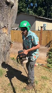Tree cutting made easy🌳🪓 #treechopping #chainsaw #asmr | Guilty of treeson