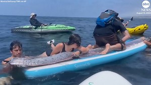 Rarely seen deep sea fish found off California