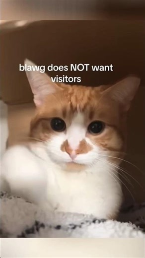 Funny Orange Cats🤣