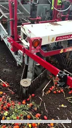 Tomato Harvester: How Rotating Discs Collect Ripe Crops Fast