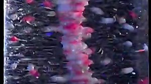 (2003) Baby Galileo France 2004 DVD