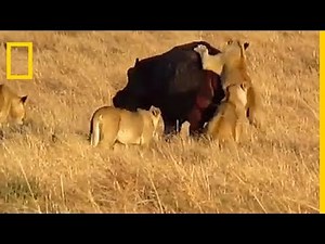 Des lions attaquent un hippopotame