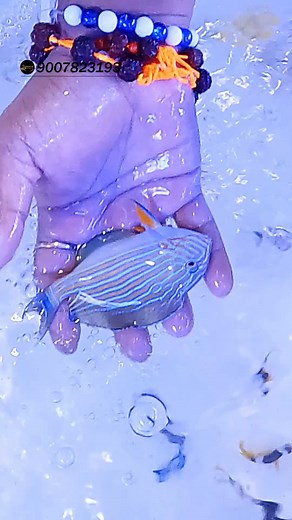 Powder blue tang #seascapes #marinefish #viralreel #reelsviral | Seascapes