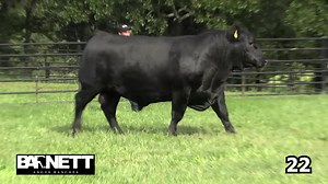 Lot 22 - BAR Growth Fund 515J - Selling November 4, 2023 – Here is a Growth Fund son that will stop you dead in your tracks. Impressive from every angle, he has the look of a herd bull with added masculinity in a powerful package and still moves with ease. Number 6 for Yearling Weight EPD. For more information visit www.barnettangus.com. | Barnett Angus Ranches