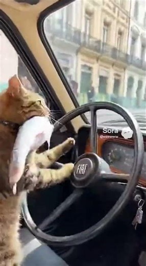 CATS WITH FISH! 😁🤣 #shorts