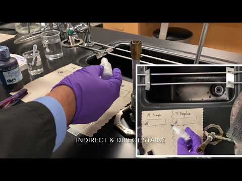 Laboratory: Simple Stains