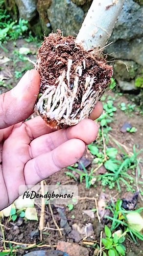 Air layering using used lamp results are satisfactory.🌟 #fblifestyle #bonsai #grafting #multiply #belajarbonsai #graftingtechnique | Dendy Bonsai