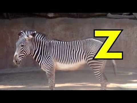 ALPHABET ANIMALS - PHONICS - ALPHABET SONG - EDUCATIONAL KID VIDEO - TODDLERS, PRESCHOOL, K-3