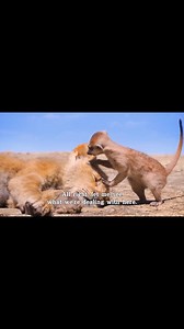 Simba was saved by Timon and pumba 💯💯💯❤️😂😂😂 #fypシ゚viralシfypシ゚ #WildlifeMagic #safari #animal #wildlifephotography #tiger #love #instagood #simba #lions #simba #lionking #love #fypシ゚viralシfypシ゚ #safari #animal | SM Global Prince Film Production