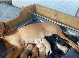 Beautiful KC registered labrador puppies. I'd keep them all if I was allowed.