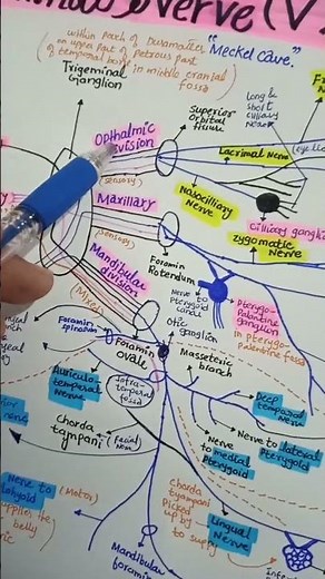 Trigeminal nerve Pathway #grossanatomy