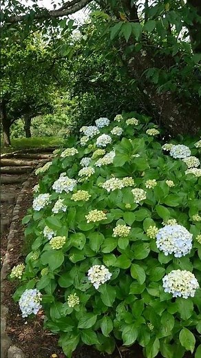 岩本山公園は1万600株の紫陽花スポット