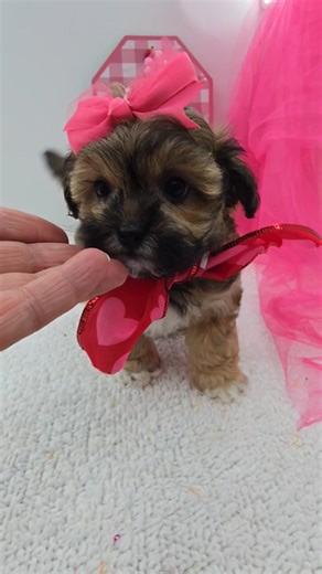 Shih-Poo - Shihpoo puppy for sale